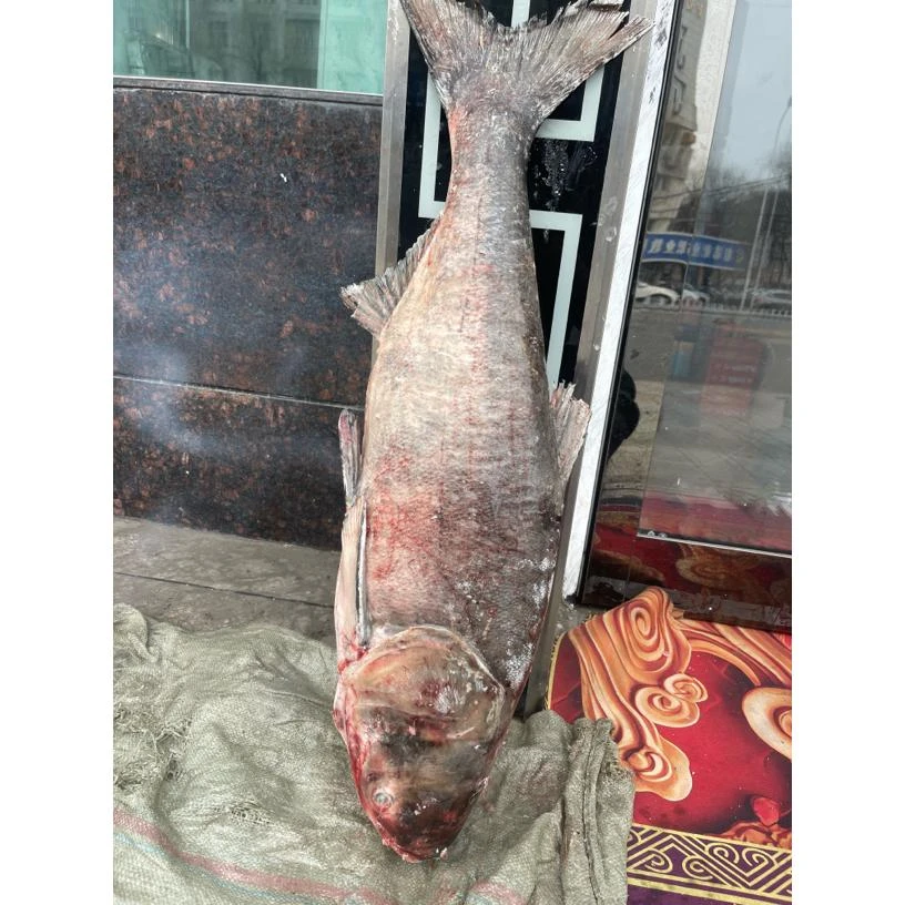 镜泊湖野生花鲢鱼包邮