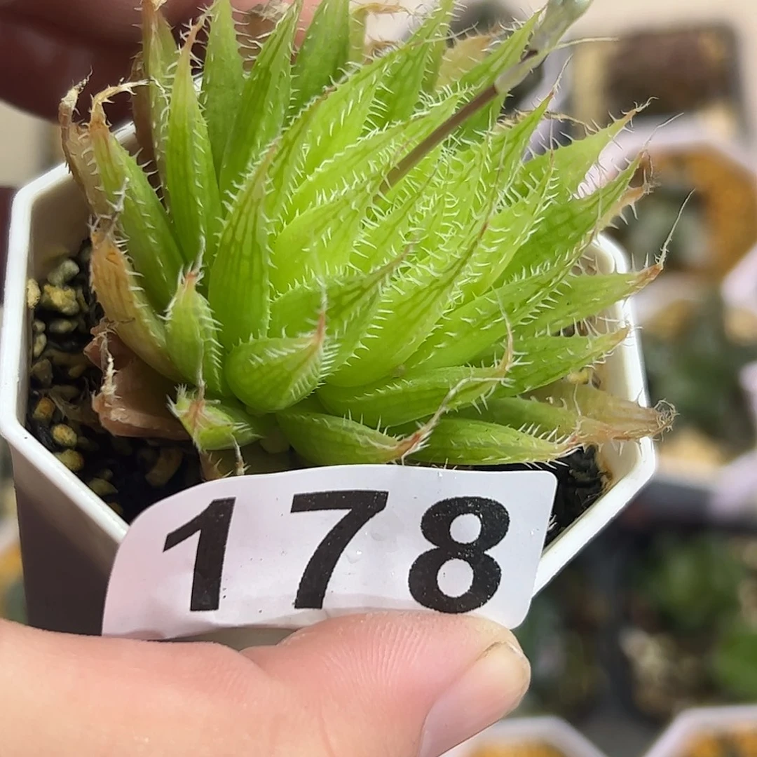 心****红红红火火恍恍惚惚