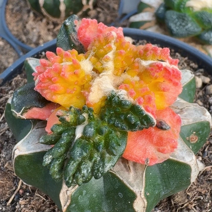 无花朵413怪兽哥斯拉锦五号东三