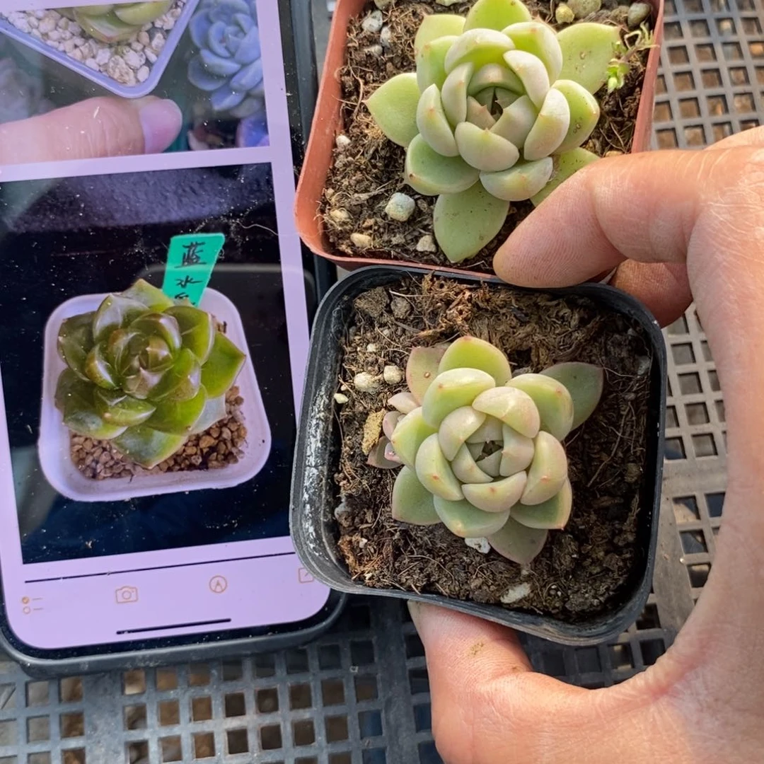 上盆皮艾拉蓝水鬼一个多肉