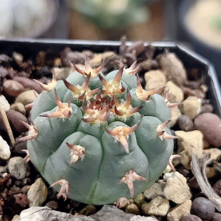 猫爪实生仙人球