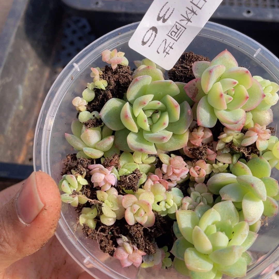 多肉植物多肉植物136