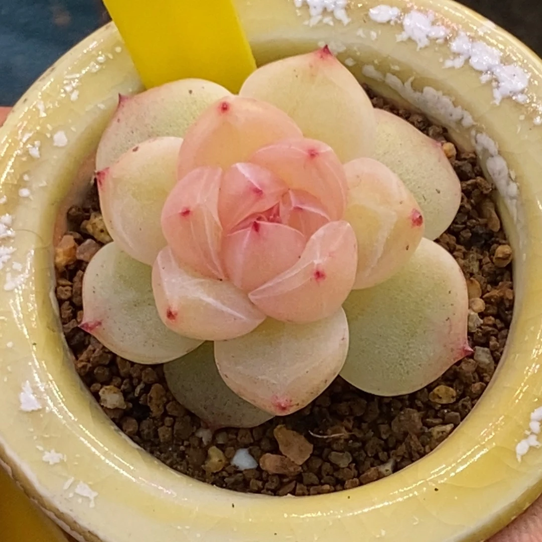 9198钻石珍妮多肉植物