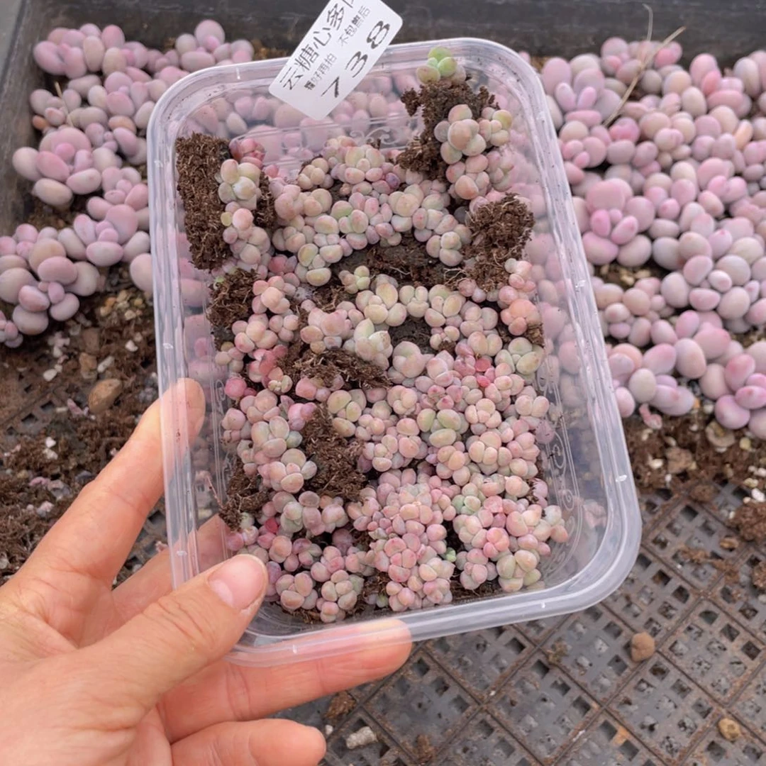 云糖心多肉植物738