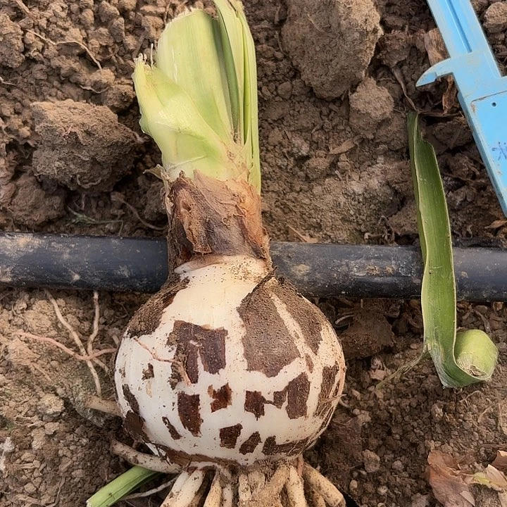 爱***年展示大师八籽播开花不售后