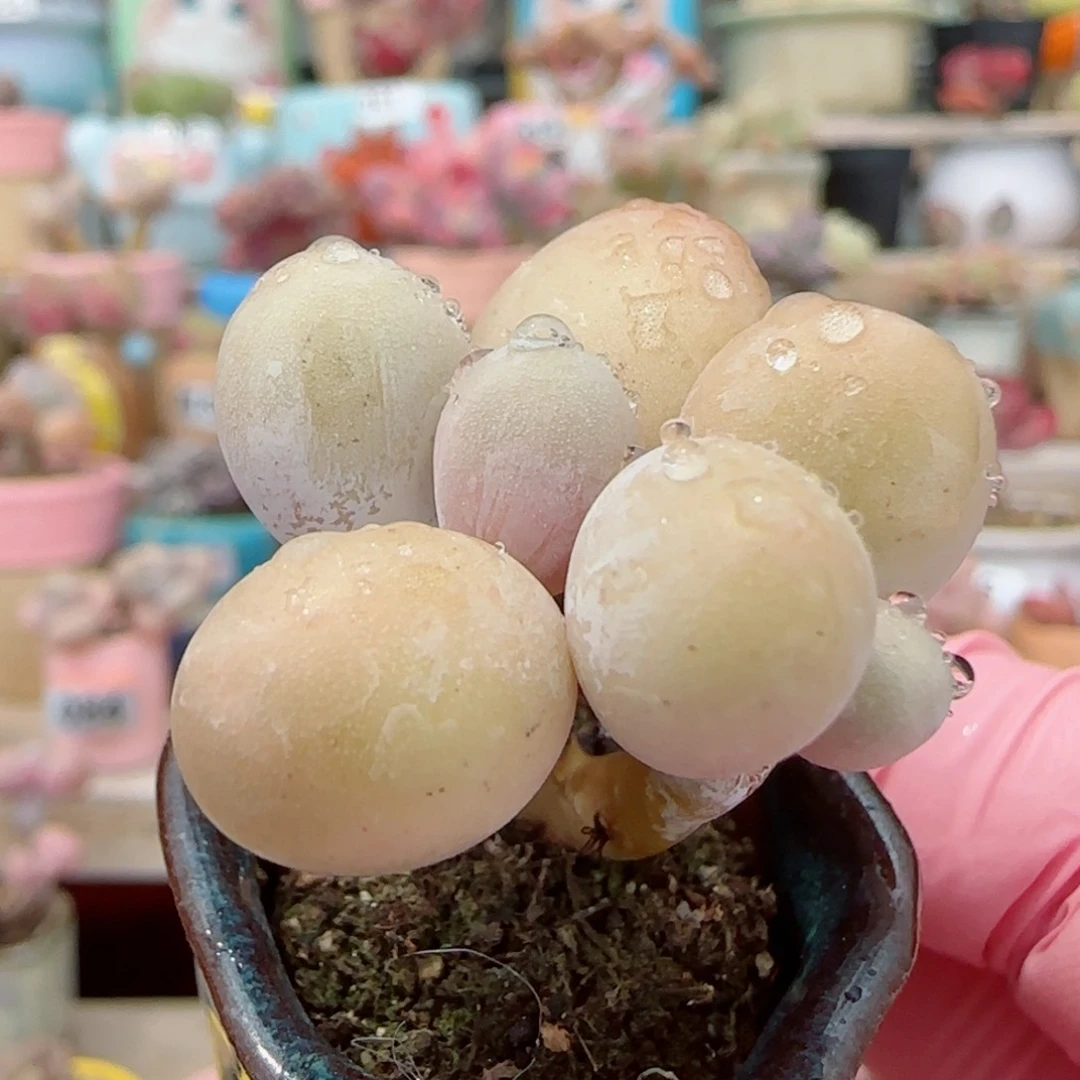 双头小蛋黄奶 盆口2.5cm