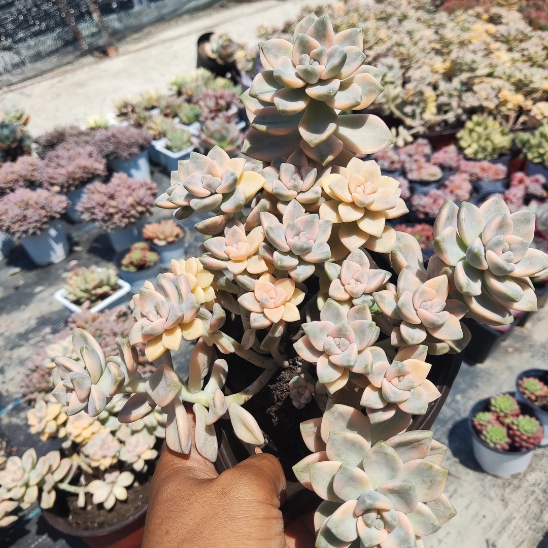 【只发新疆】 美杏锦整群 14厘米带盆发货