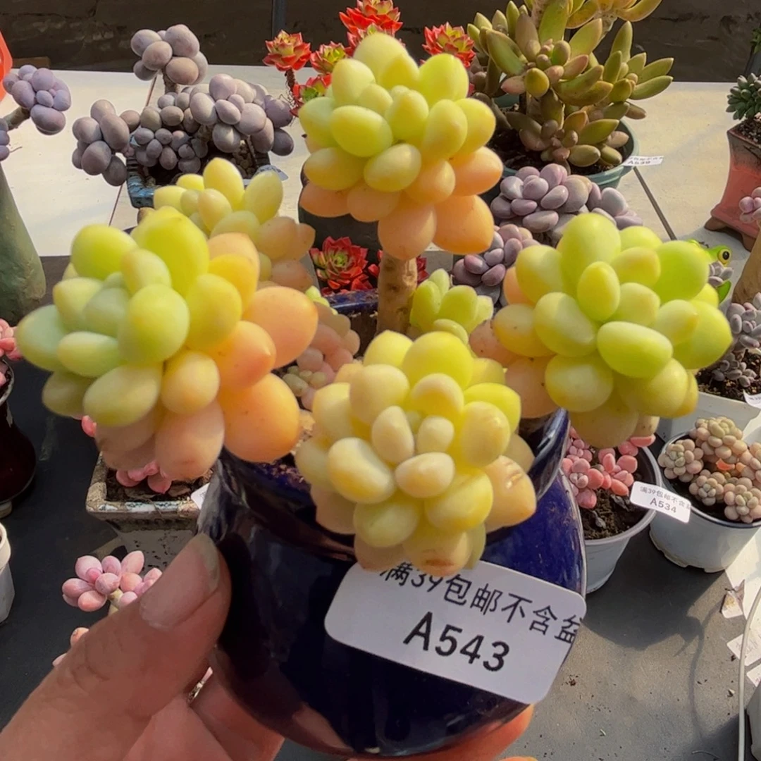 543/8cm洛可可多肉植物