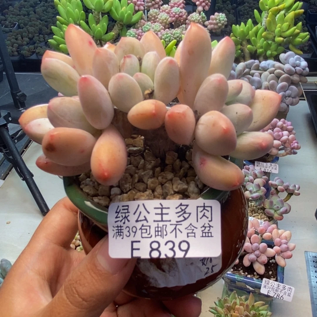 839丸叶香水多肉7c m