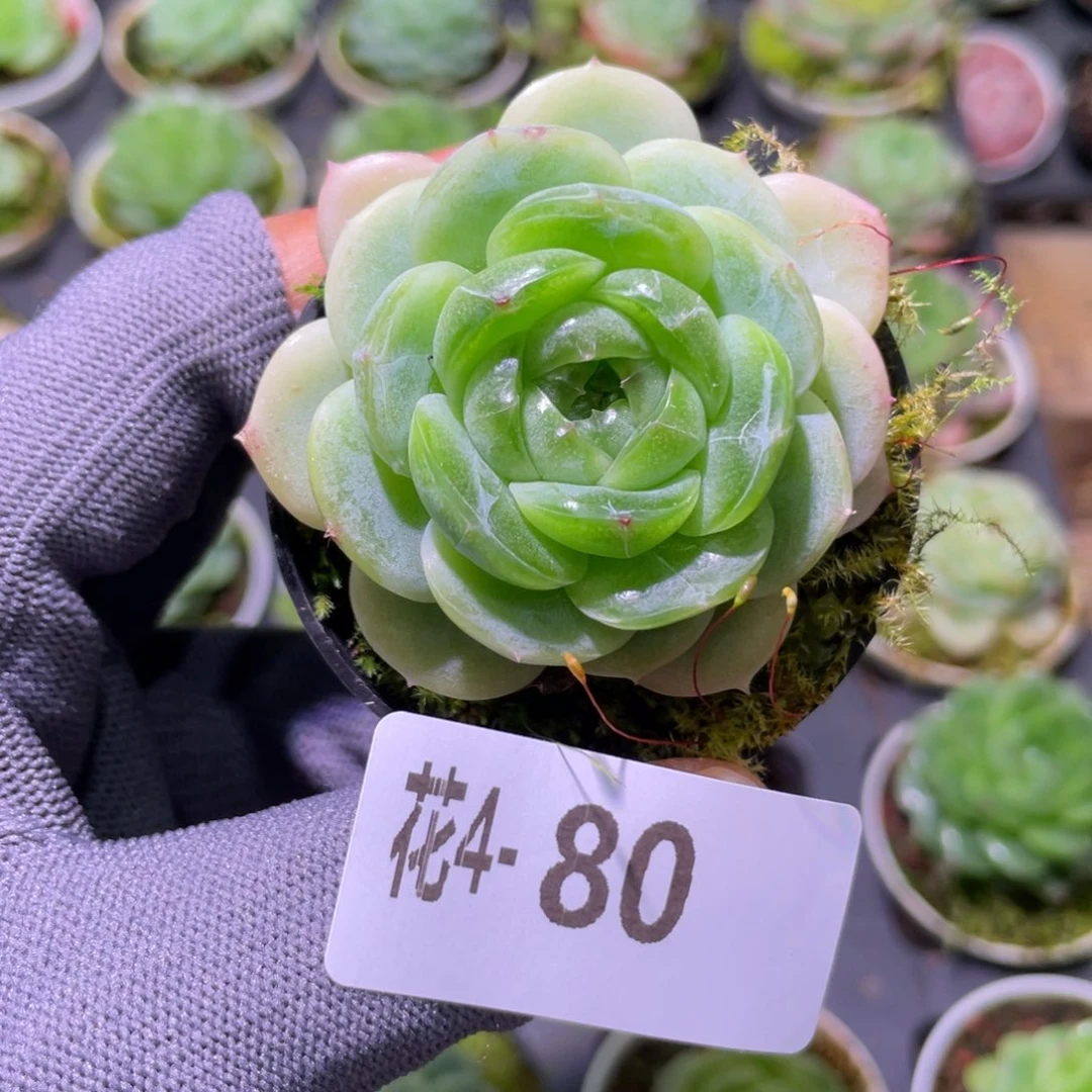 花利美 4-80珍妮