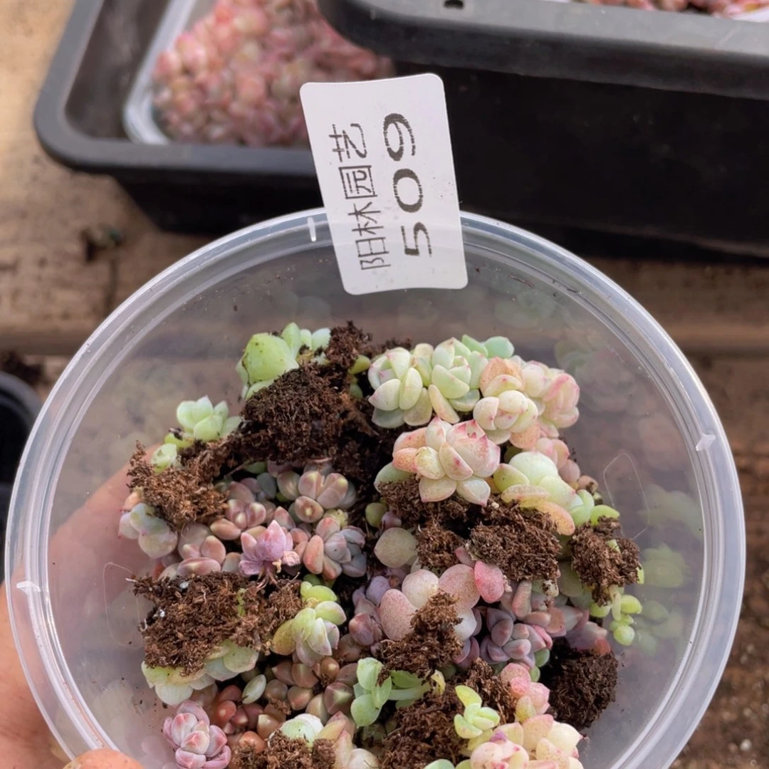 多肉植物多肉植物509