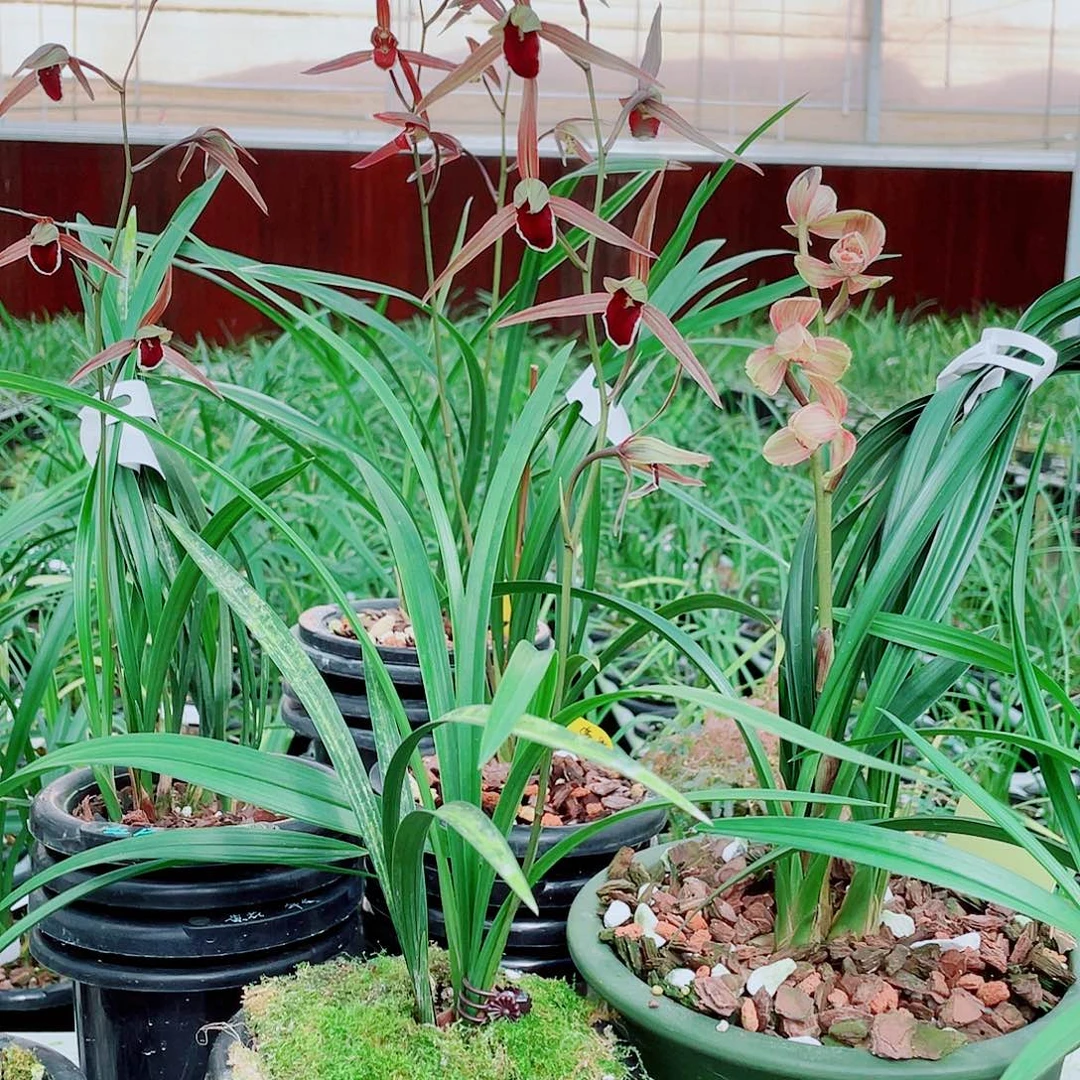 蜀***韵完全开放一物一拍漂亮开花