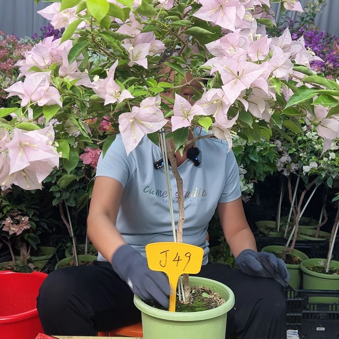 霞***元大部分花苞少量开放J49粉天使
