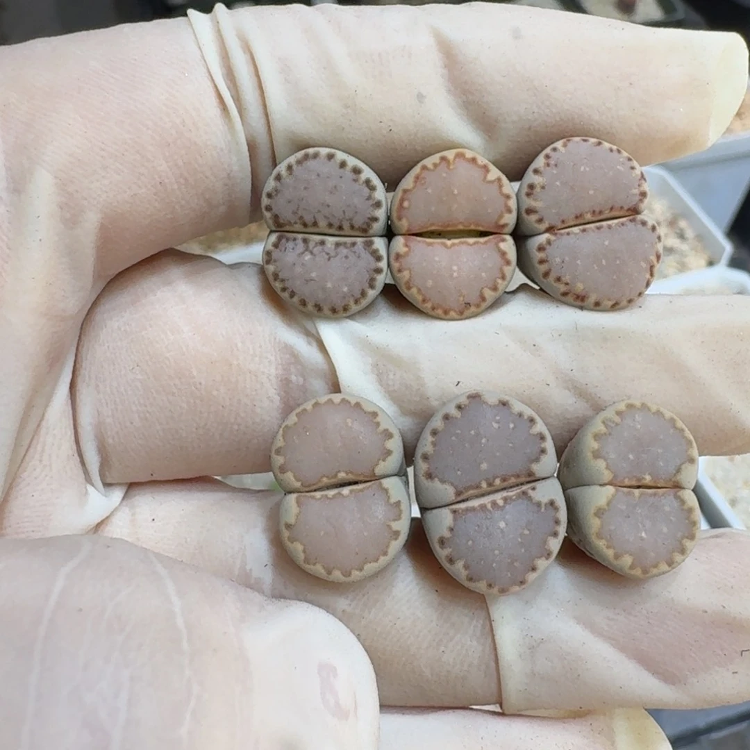 *****0711-59饼干饼干饼干