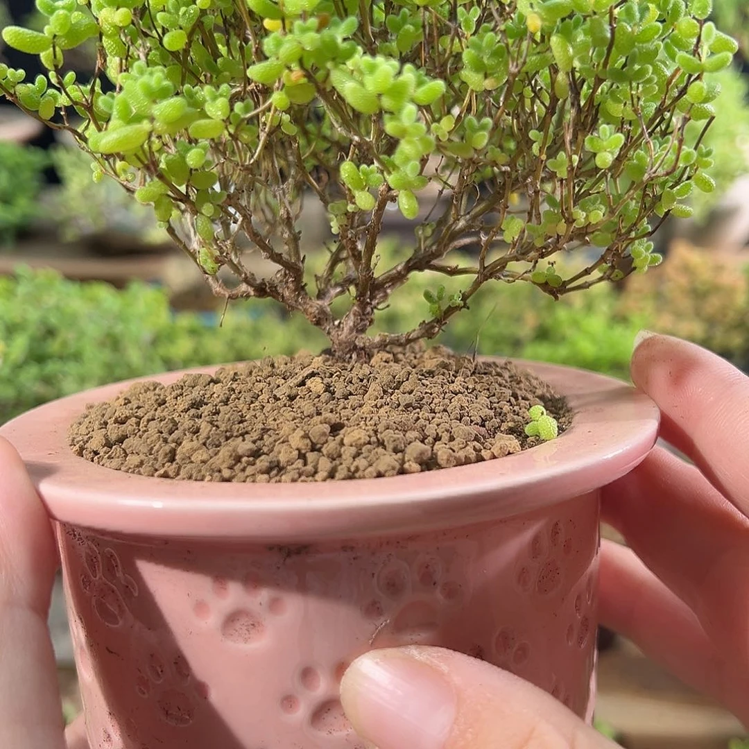 007蜜橘老桩造型精致