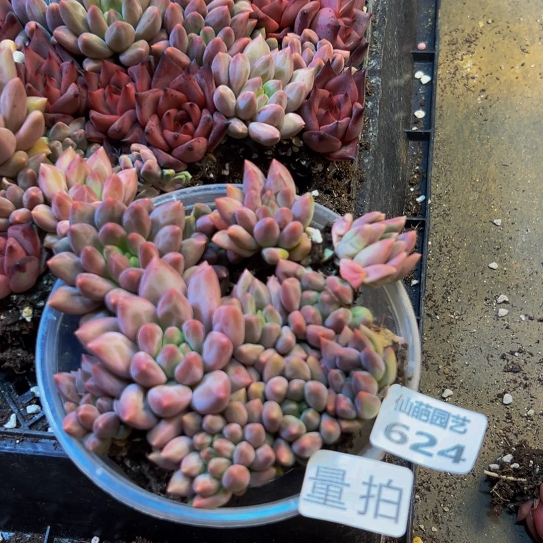 624多肉植物的生长发育规律及