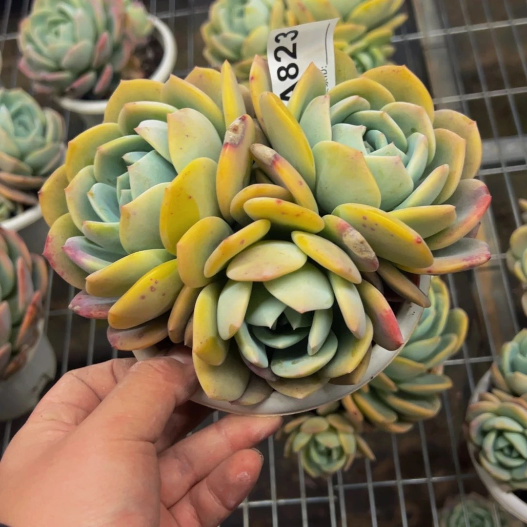 凤橙三头起精控大盆