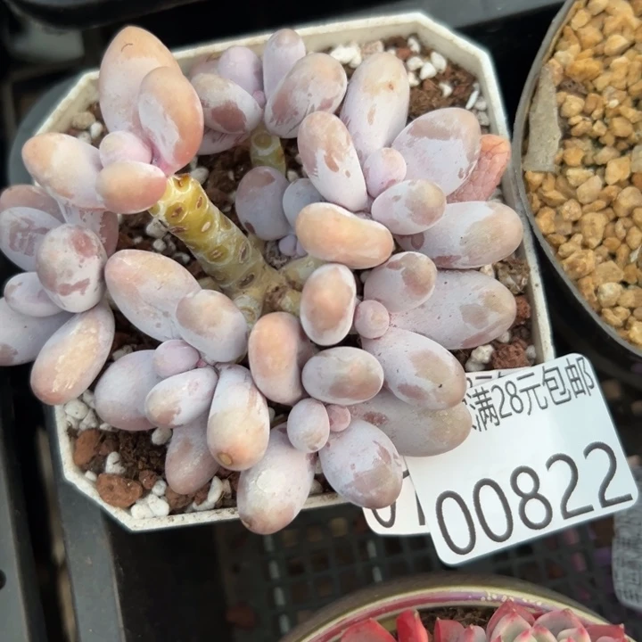 幸运的是我还没遇到你