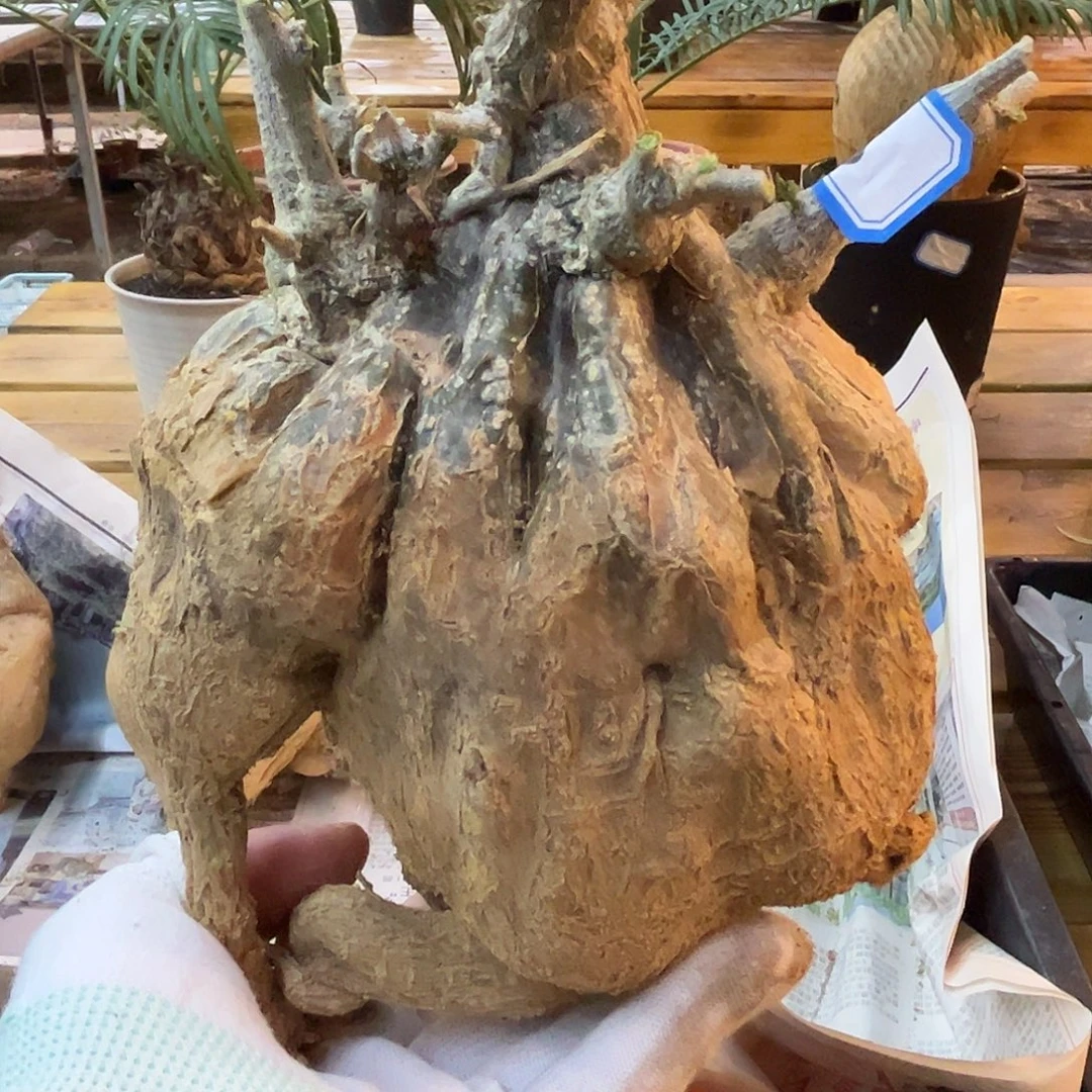 汤圆植物沙漠苦瓜