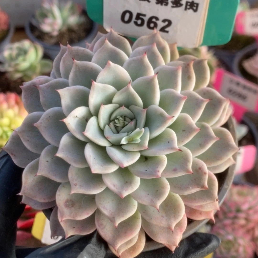 562东云杂锦锦锦锦锦