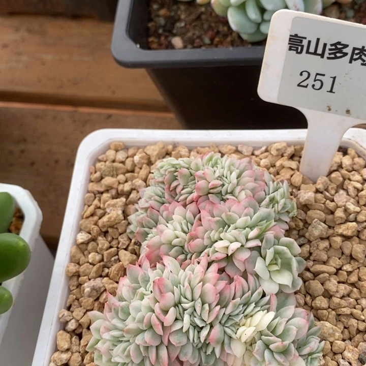 D251- 直播福利 缀