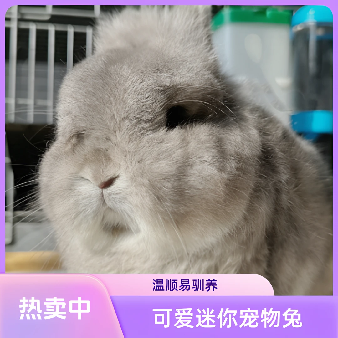 双血统侏儒兔宠物兔迷你兔子活体