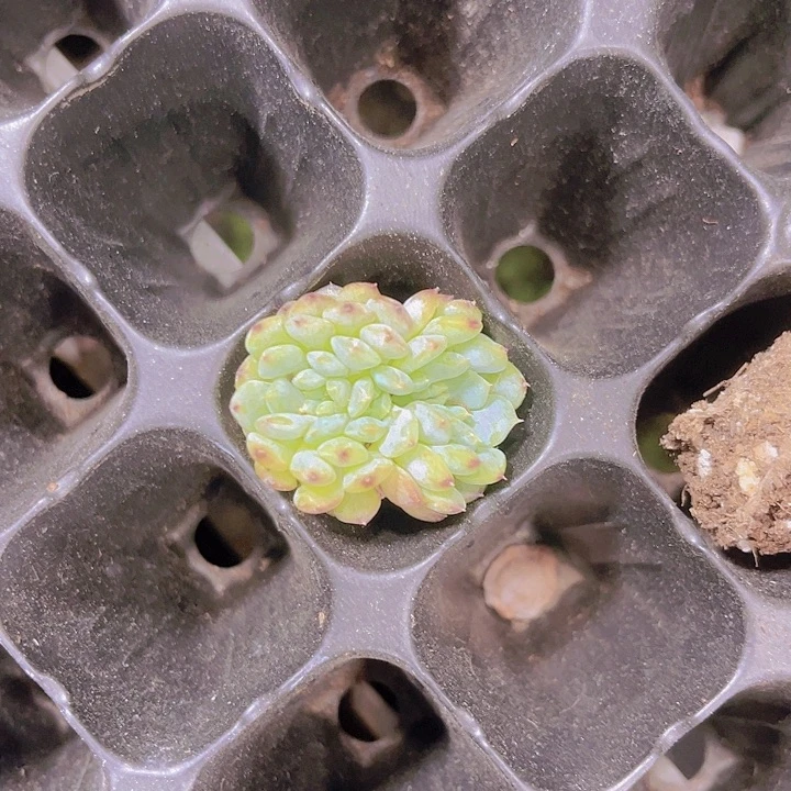 糖***星精品白胖子缀化多肉