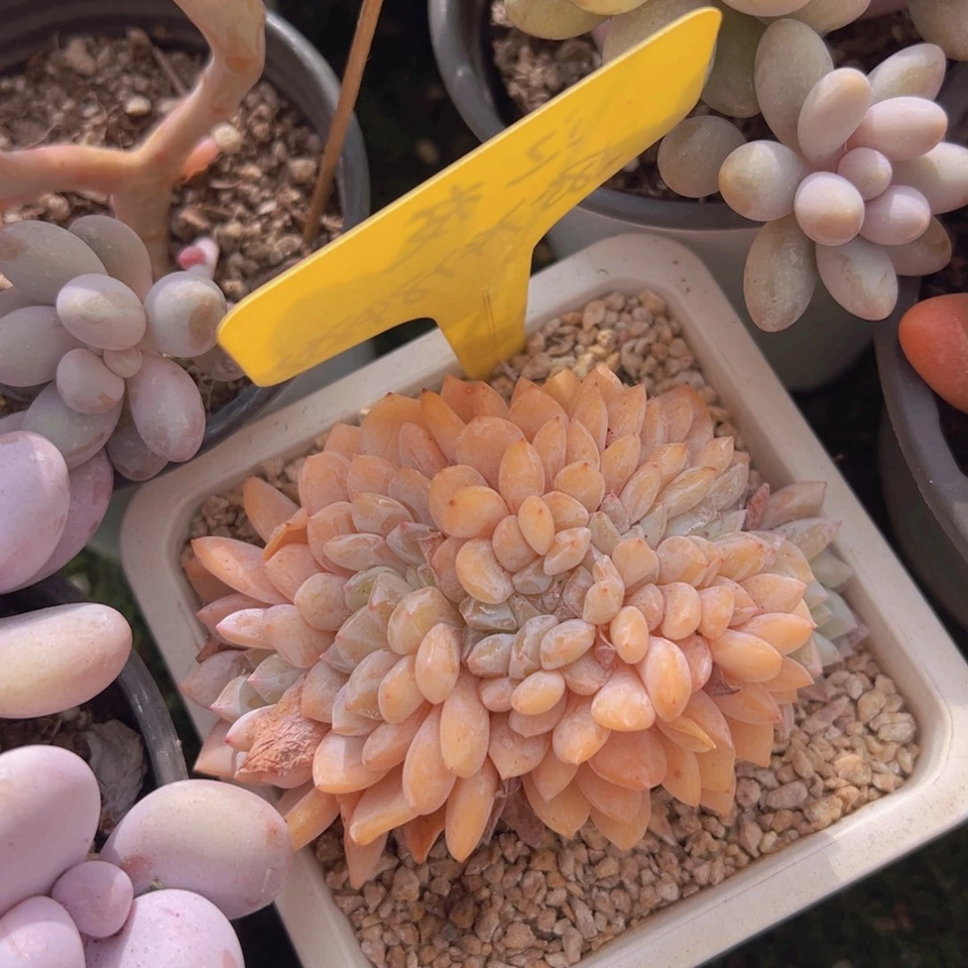 A****）香玉的故事是一个人的故事吗