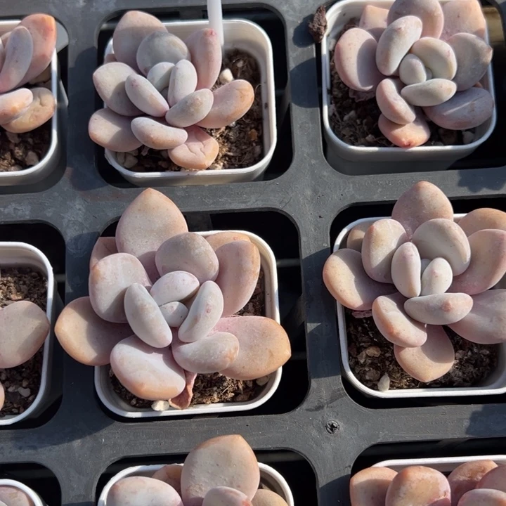 粉兔单头一颗量拍多肉满20包邮下午发