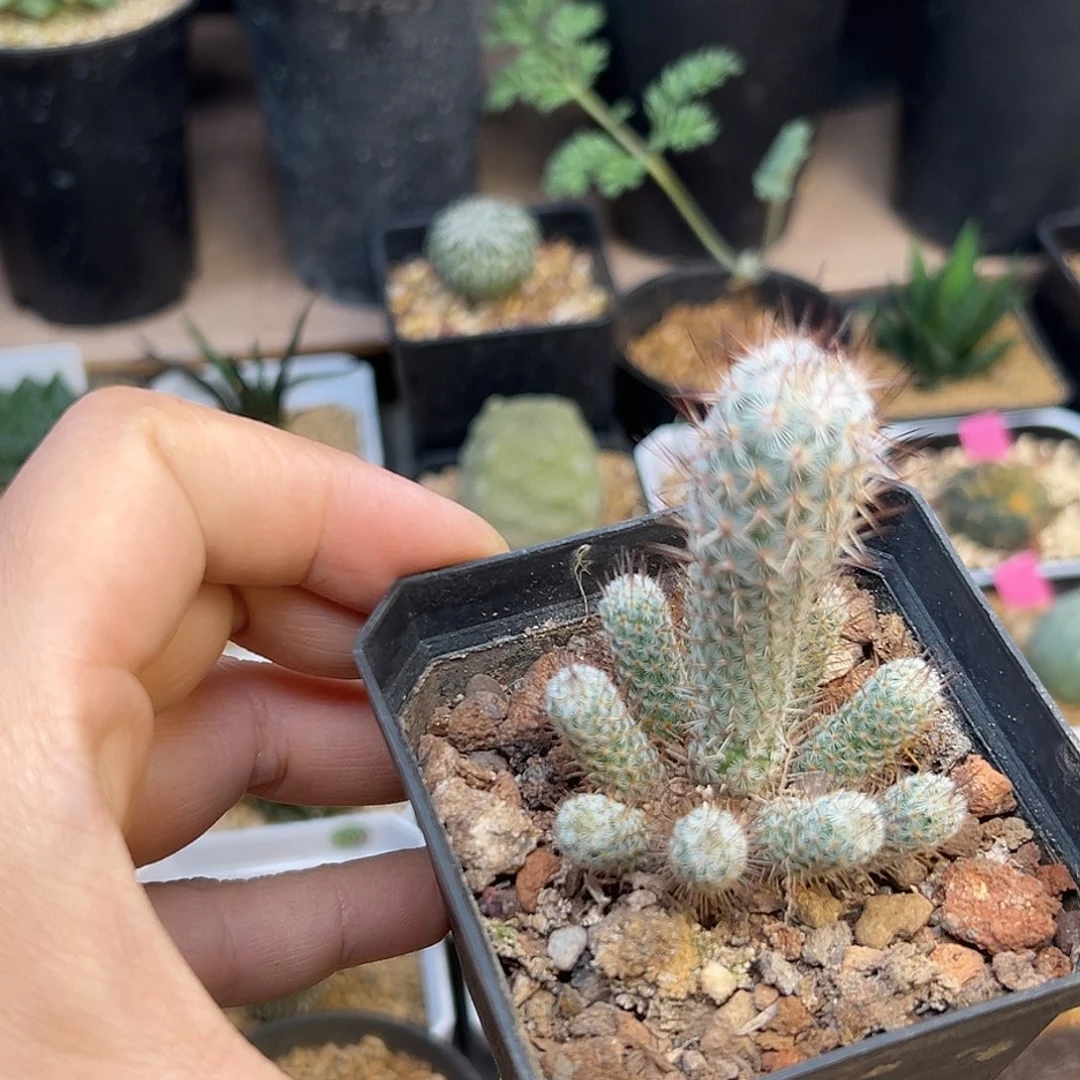 稀有银狐团扇一颗