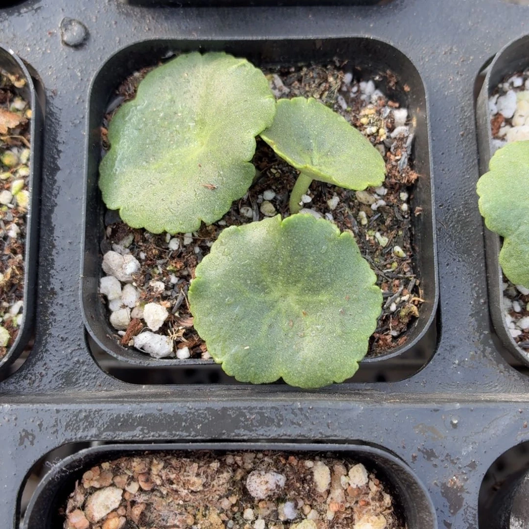 玉盃多肉9.9包邮发货