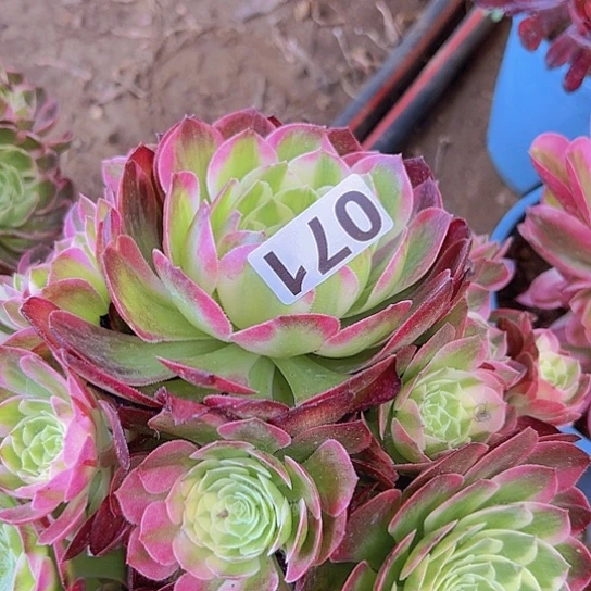 俊*多肉植物一个