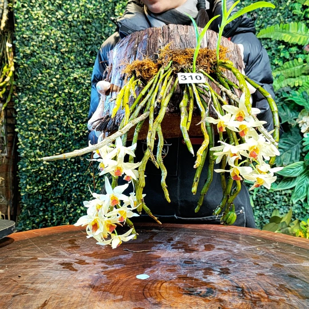 【闪购商品】310尖刀唇花