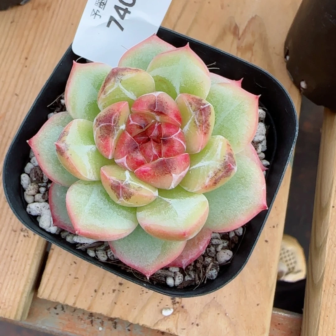 新品，乌云，7404多肉植物