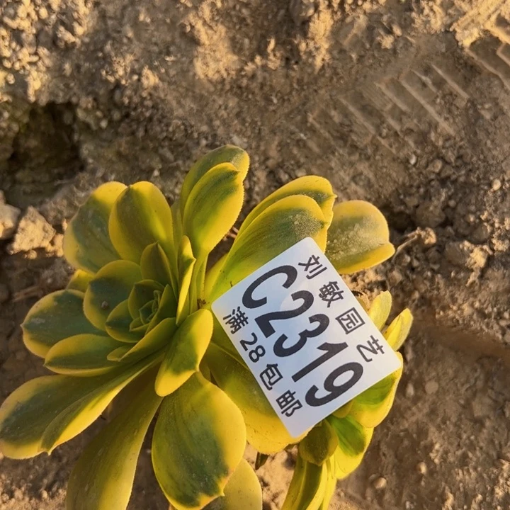 砍头母本多肉植物2319