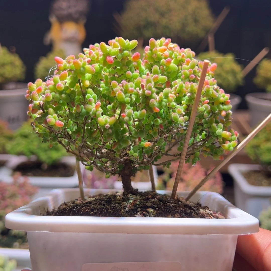 159蜜橘一物一拍包开箱