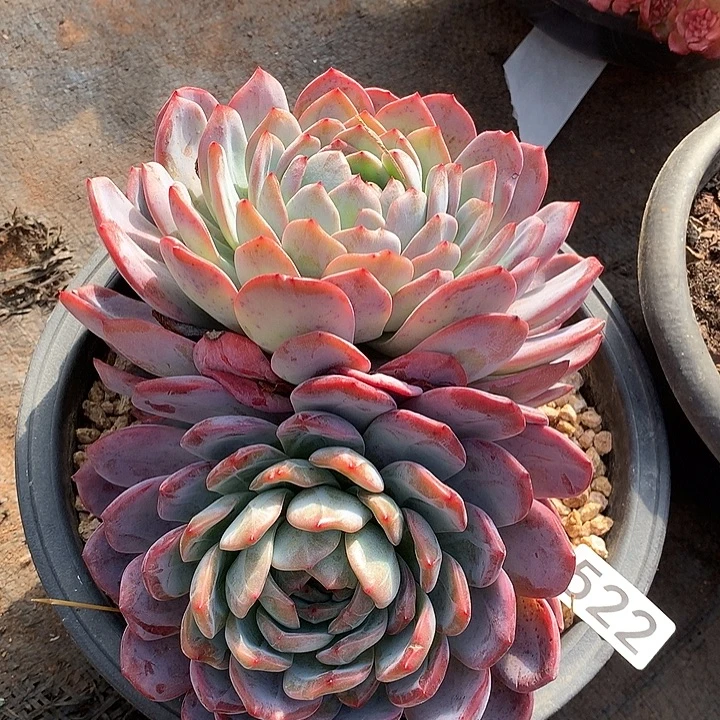 522全明星一物一拍多肉