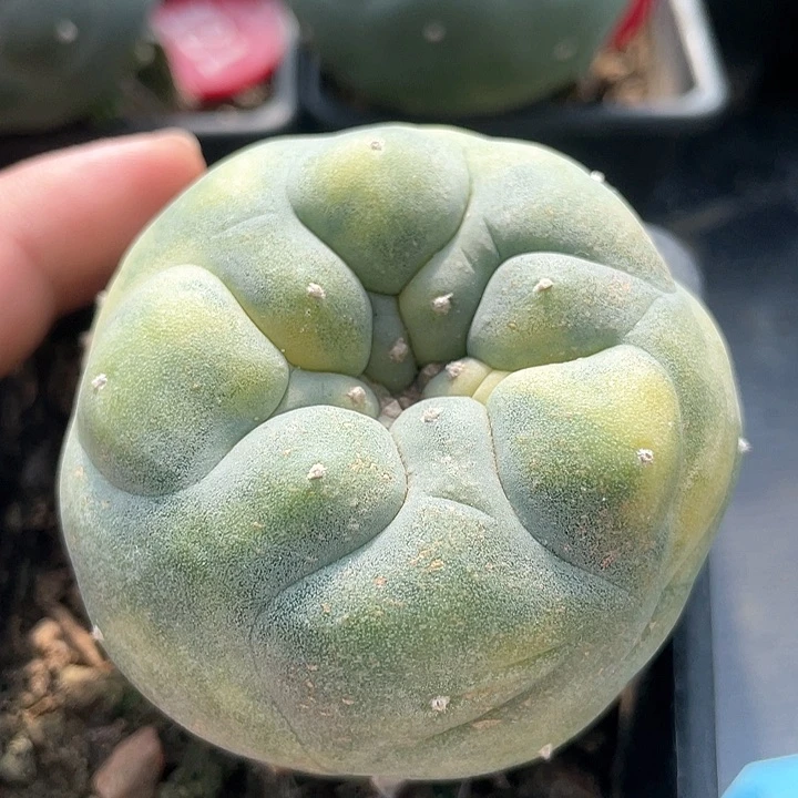 仙人球苗接锦6.1公分12