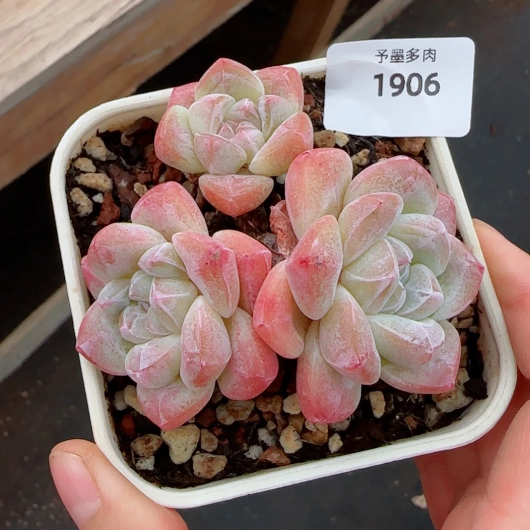 老庄冰玉，1906多肉植物