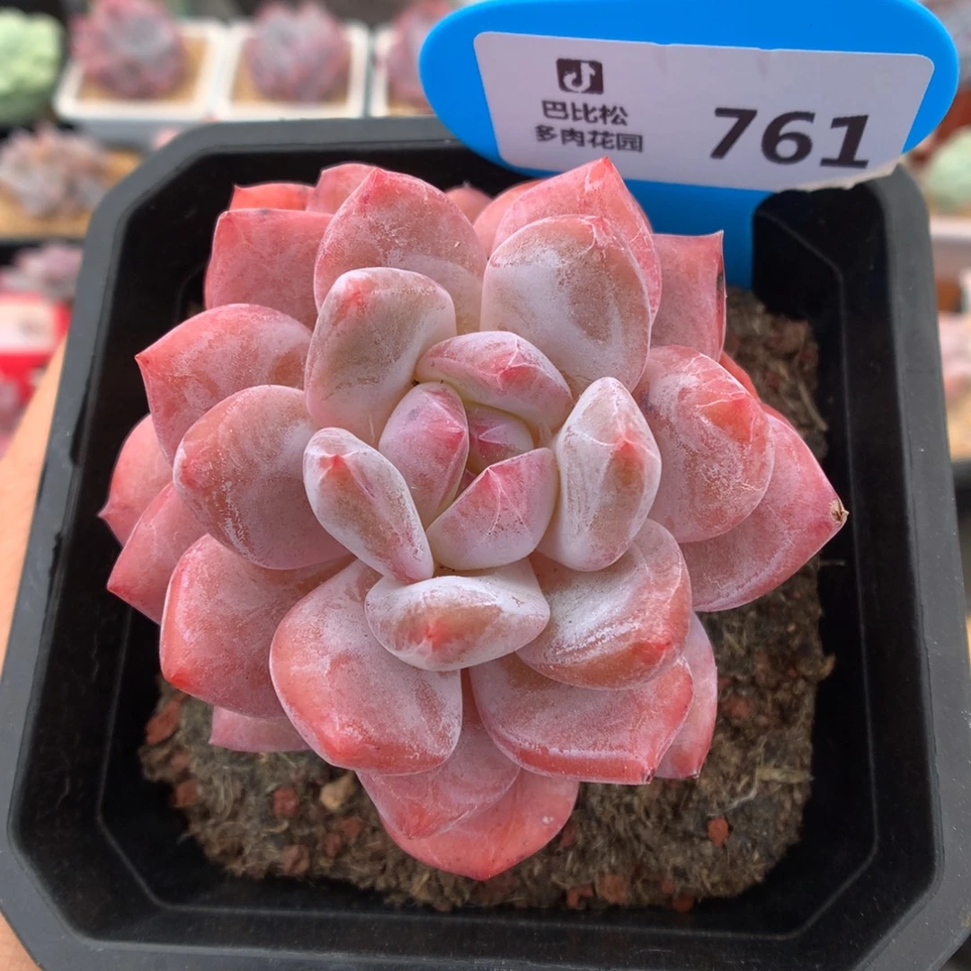 761梦露多肉植物一物一拍