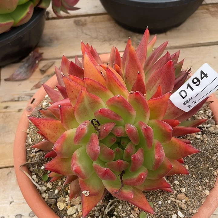 若如东云单拍D194