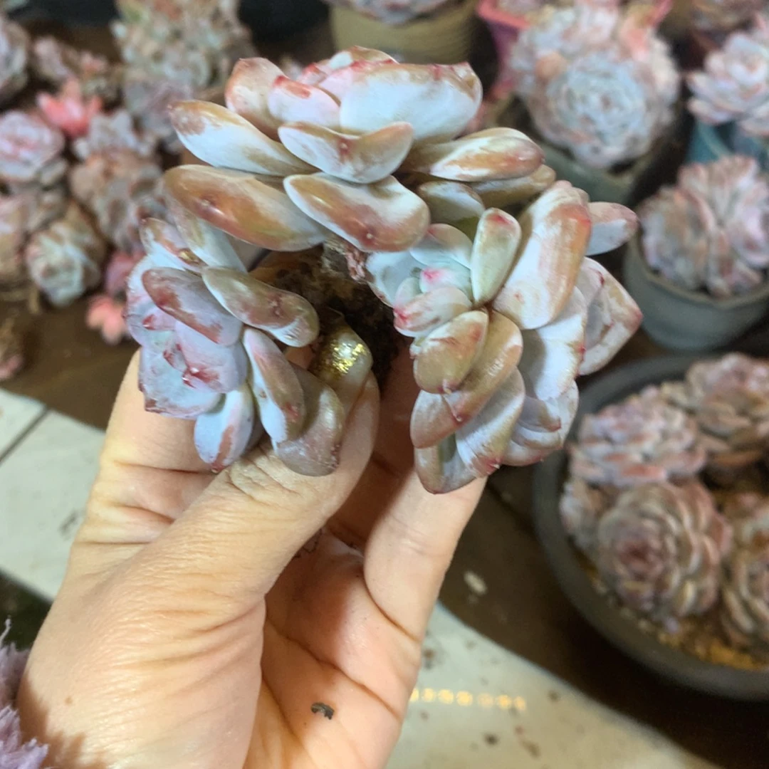 哈哈哈哈哈哈哈哈哈石榴籽