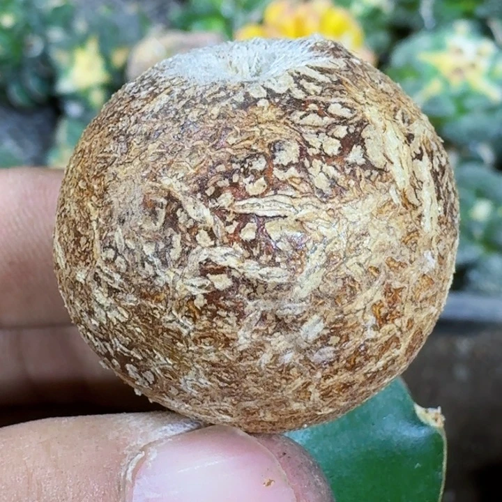 福利苗接嗯蛋568