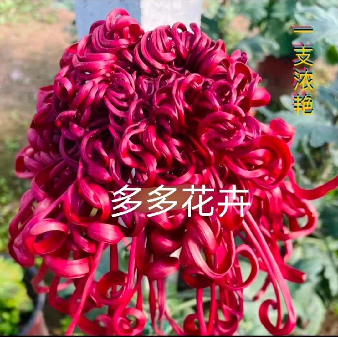 菊花《一支浓艳》菊花大苗 红色寒菊系列……