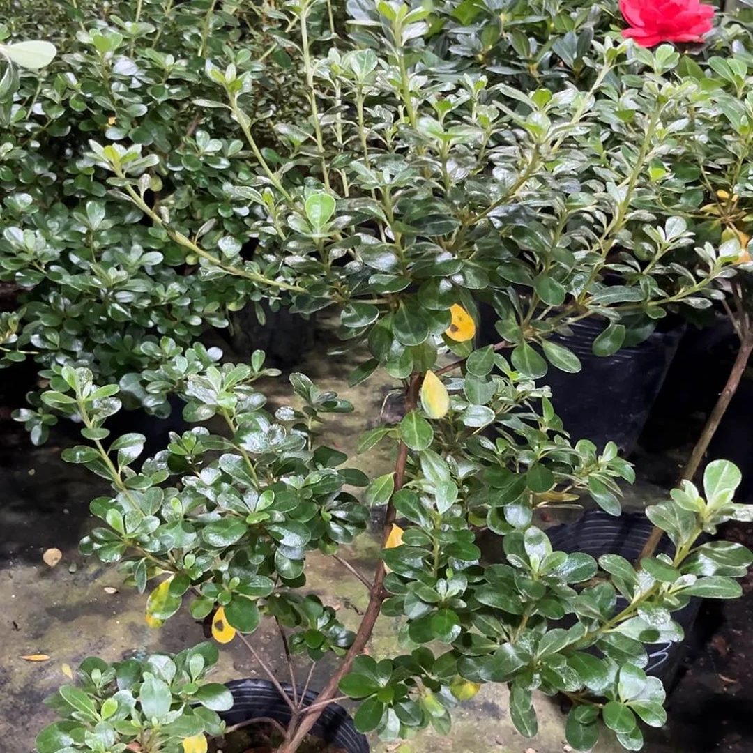 皋月杜鹃紫色熏风