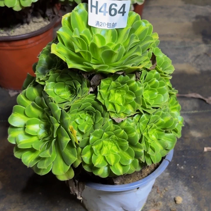 瑞妈多肉园艺464翡翠琉璃