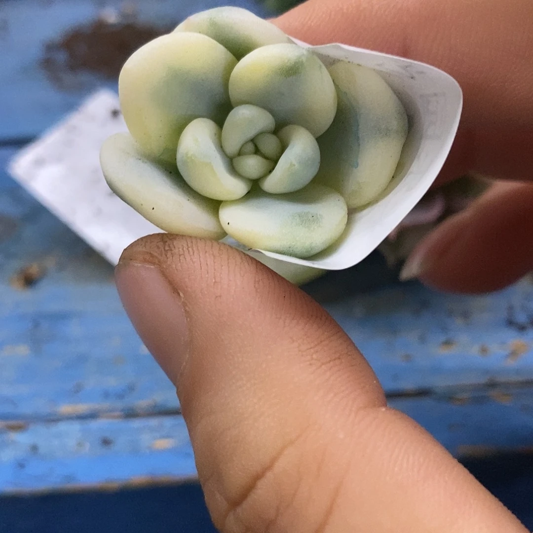 644望舒覆轮锦可嫁接的多肉