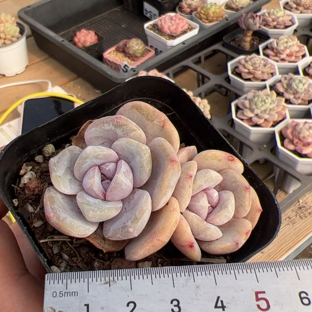 酷****啊562 多肉植物组合盆栽