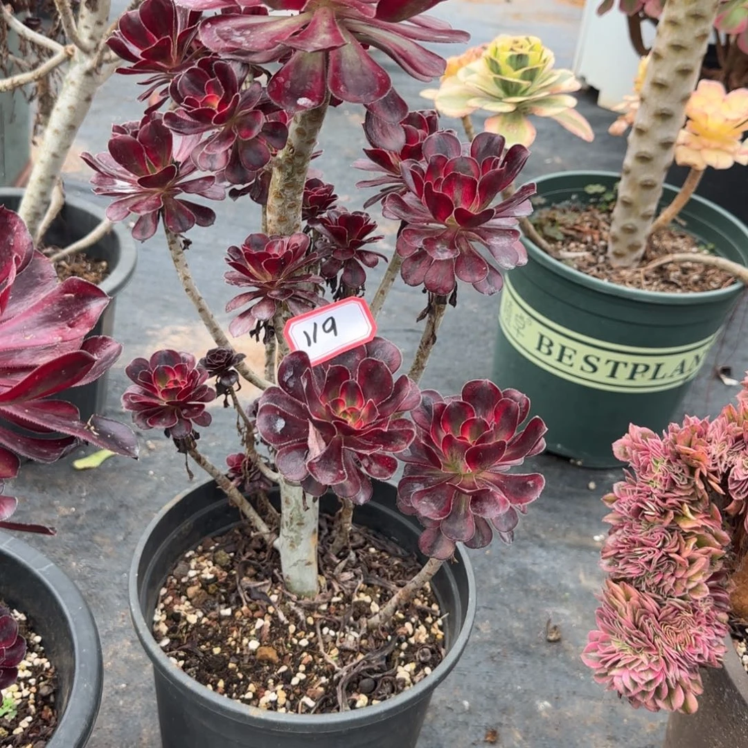 清***店精品多肉植物000119