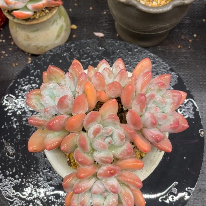 弥鹿之森多肉香水